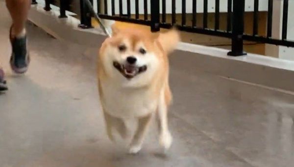 Evil Shiba Inu  - Sputnik International