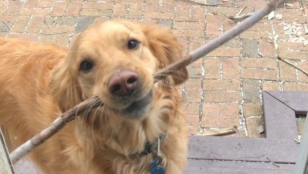 Smiling dog. - Sputnik International