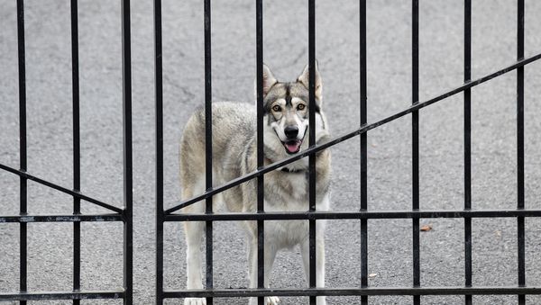 Gov. Andrew Cuomo's dog, Captain, looks at members of the media across the street from the Governor's Mansion, after an independent inquiry showed that Governor Cuomo sexually harassed multiple women and violated federal and state laws, in Albany, New York, U.S., August 7, 2021. - Sputnik International
