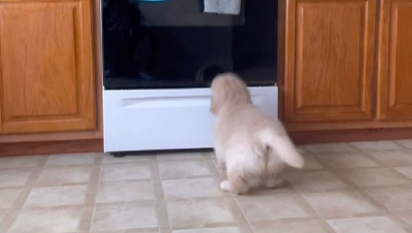 Shifu The Golden Retriever - Sputnik International
