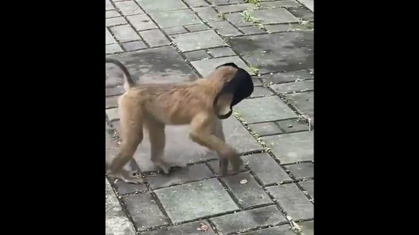 If you’ve already seen a monkey find a mask and promptly put it on its face today then just keep on scrolling… - Sputnik International