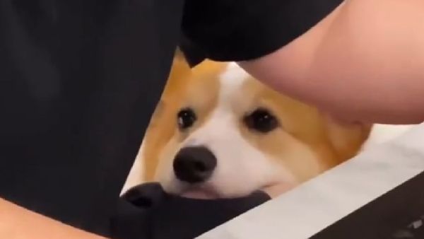 Cute Corgi - Sputnik International
