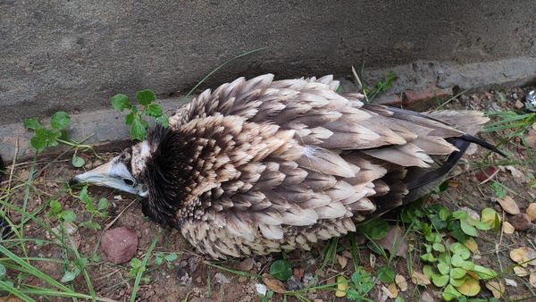 A rare Egyptian vulture has been rescued by Wildlife SOS on Agra, India - Sputnik International