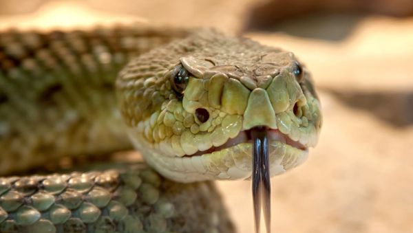 a rattlesnake - Sputnik International