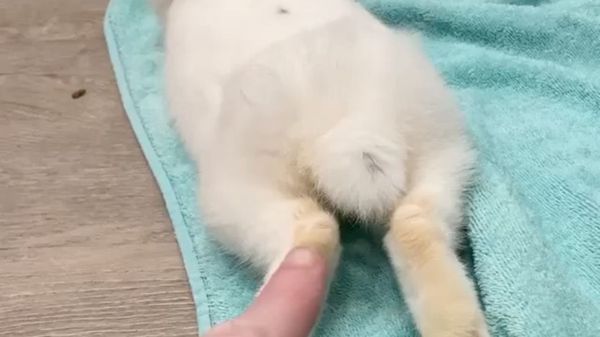 Always Ready: Cute Bunny Stays Sharp  - Sputnik International