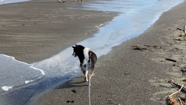 Dog - Sputnik International