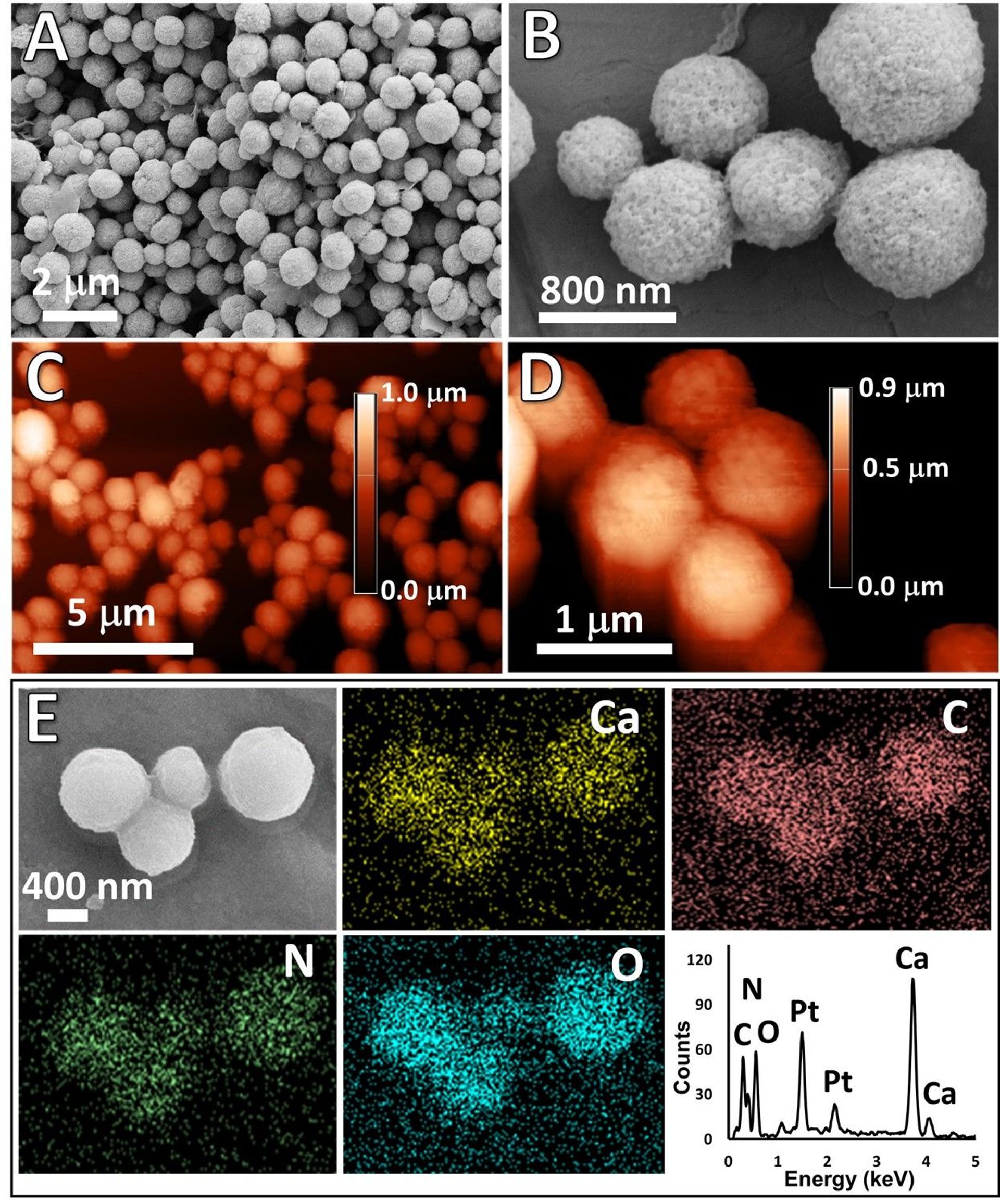 Characterisation of the capsules obtained Characterisation of the capsules obtained - Sputnik International, 1920, 07.09.2021