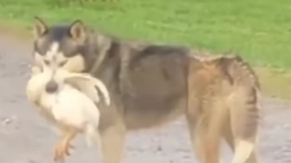Husky with a chicken - Sputnik International