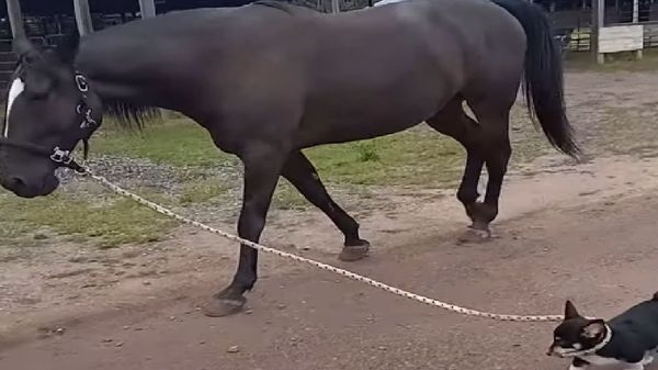 Corgi Puppy Leads Horse - Sputnik International