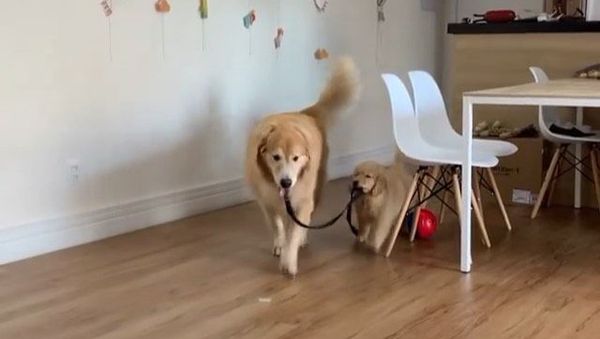 golden retrievers - Sputnik International