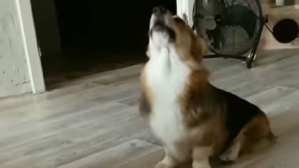 Corgi - Sputnik International