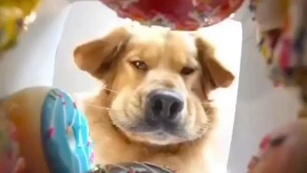Golden retriever - Sputnik International