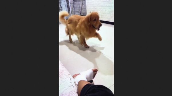 Puppies | Cuteness | Dogs - Sputnik International