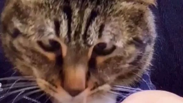Cat Watches Needle Threading - Sputnik International