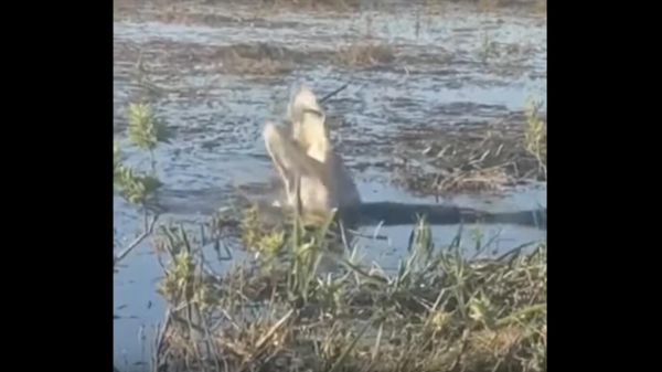  
Footage shows George the alligator chomping on a drone in the Florida Everglades - Sputnik International