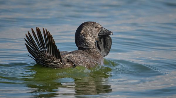 Musk Duck  - Sputnik International