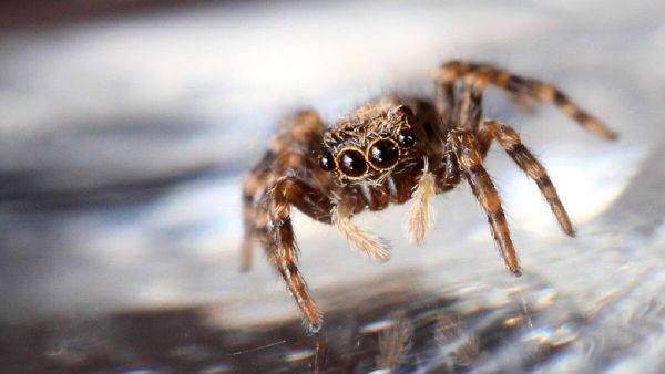 Itsy Bitsy Jumping Spider - Sputnik International