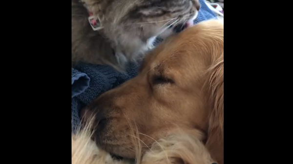Cat and Golden retriever - Sputnik International