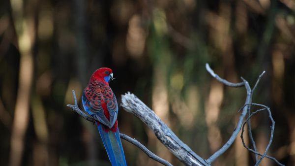 A parrot - Sputnik International