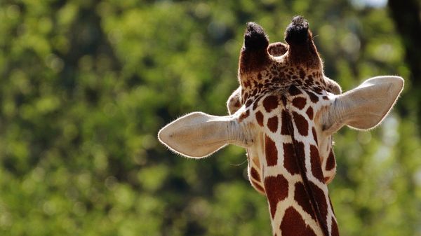 Giraffe - Sputnik International