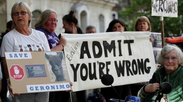 Protesters demonstrate against the ruling that Geronimo, an Alpaca believed to be carrying TB, has to be euthanised, in London - Sputnik International