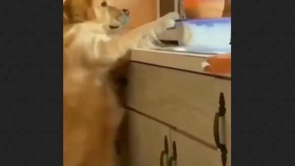 Dog - Sputnik International
