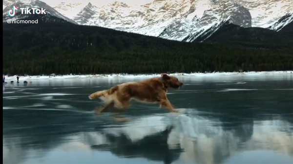 Golden Retriever Runs - Sputnik International