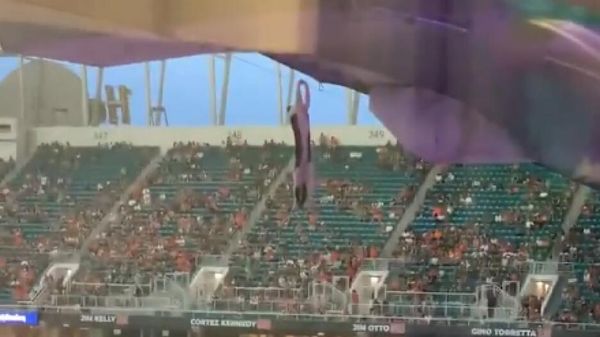Cat at football game - Sputnik International