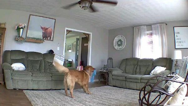 Golden retriever - Sputnik International