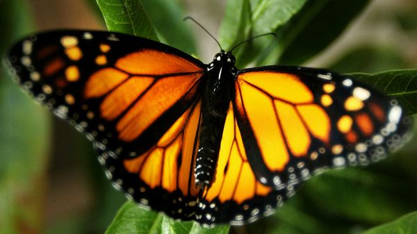 A monarch butterfly alights on a milkweed during the breed process in captivity, 07 February 2006 in the University of the State of Mexico laboratory, in Toluca. In order to obtain the fragile reproduction of the oldest butterfly, it was necessary to find its food, the milkweed (Asclepias curassavica) -scantily found in Mexico, in which butterflies put their eggs and from which the larva feeds.   - Sputnik International