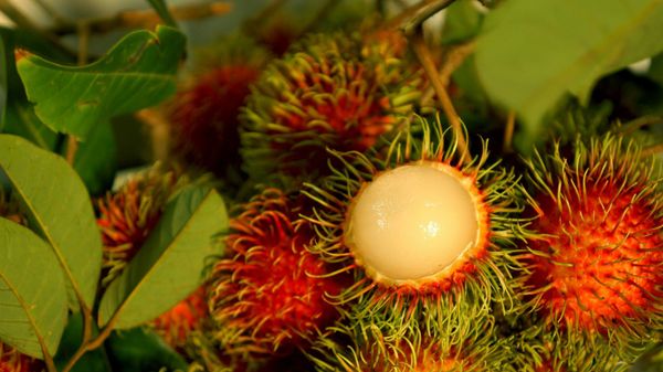 Rambutan - Sputnik International