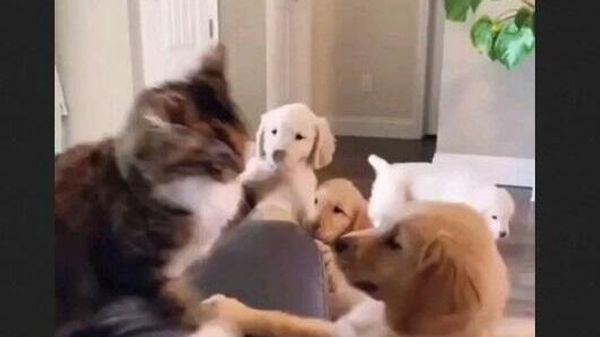 A cat and golden retriever pups - Sputnik International