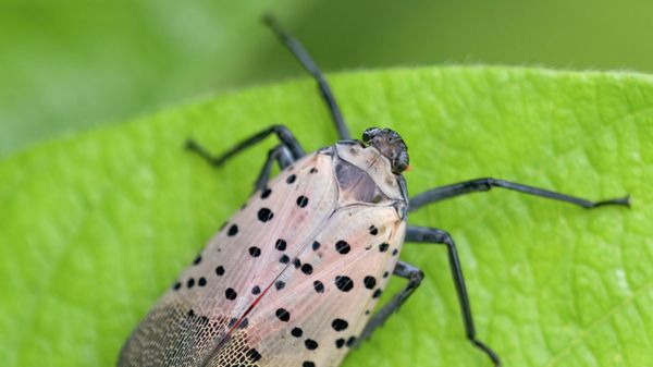 Spotted lanternfly in Brooklyn Botanic Garden - Sputnik International