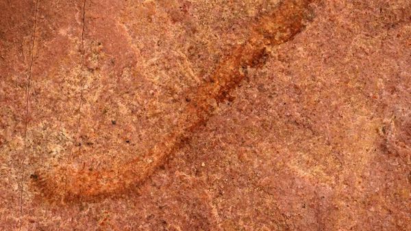 Researchers at the University of Missouri have found a rare, 500-million-year-old “worm-like” fossil called a palaeoscolecid, which is an uncommon fossil group in North America - Sputnik International