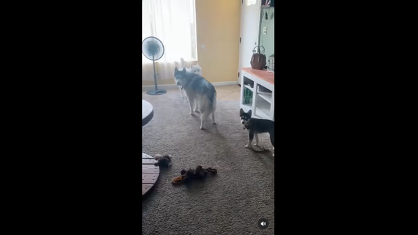 Huskies crying - Sputnik International