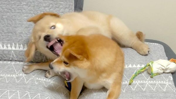 Dogs - Sputnik International