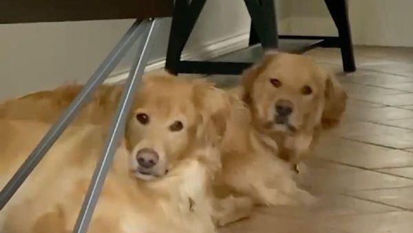 Pawsome Pets - Sputnik International