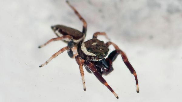  Jumping spider  - Sputnik International