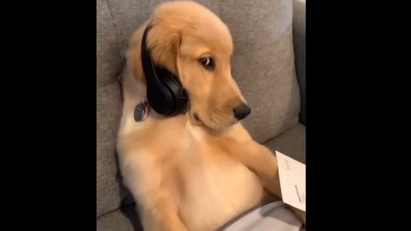 Golden retriever playing - Sputnik International