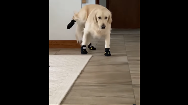 Golden retriever - Sputnik International