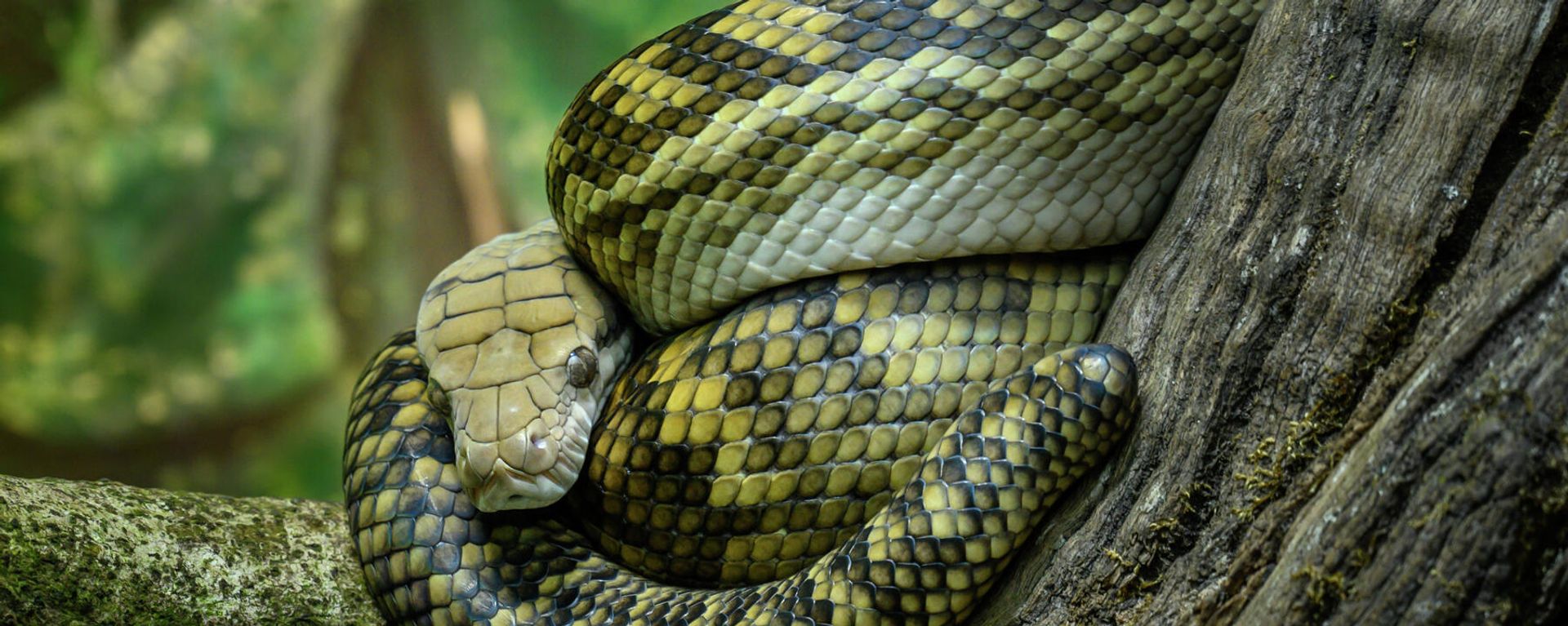Python in Australia Zoo, Beerwah, Sunshine Coast Python in Australia Zoo, Beerwah, Sunshine Coast - Sputnik International, 1920, 25.08.2022
