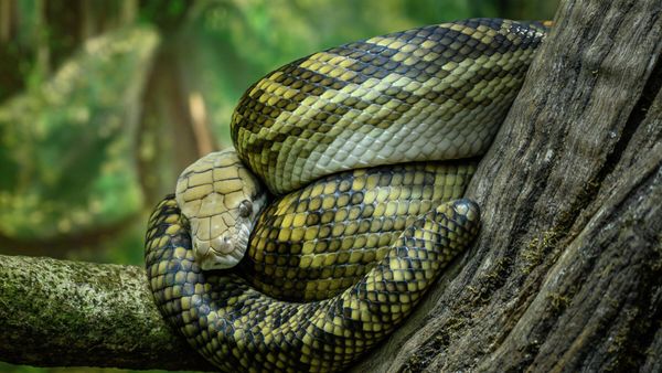 Python in Australia Zoo, Beerwah, Sunshine Coast - Sputnik International