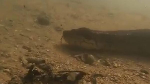 Giant anaconda - Sputnik International