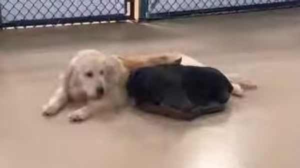 dogs - Sputnik International