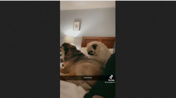 Dogs - Sputnik International