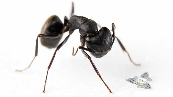 A 3D microflier sits next to a common ant to show scale. Credit  - Sputnik International