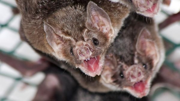 Vampire bat allogrooming - Sputnik International