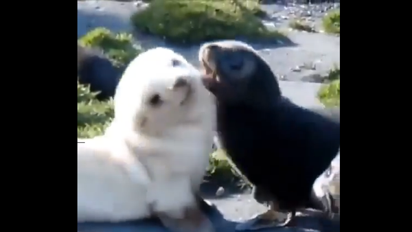 Seals - Sputnik International