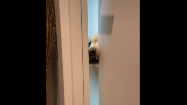 Golden Retriever - Sputnik International