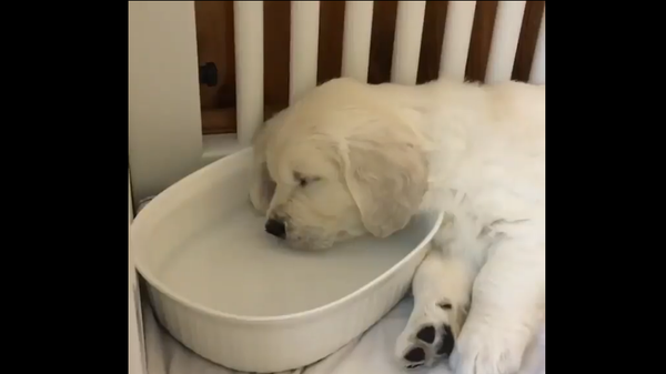 Golden retriever - Sputnik International
